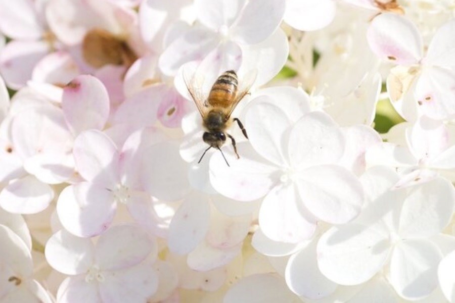 تصویر این میکروب ناجی جان زنبورهای عسل است!