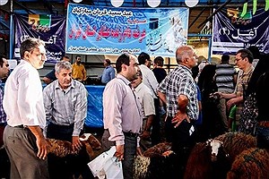 عرضه 10 هزار دام زنده عشایری در تهران
