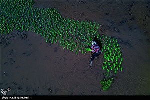 تصویر  نشاء برنج در شهر ویسیان استان لرستان