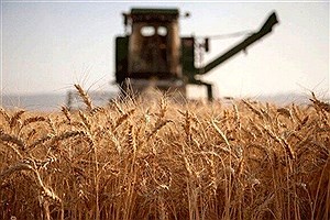 واریز بیش از ۳۲۵ هزار میلیارد ریال وجوه خرید تضمینی گندم توسط بانک کشاورزی