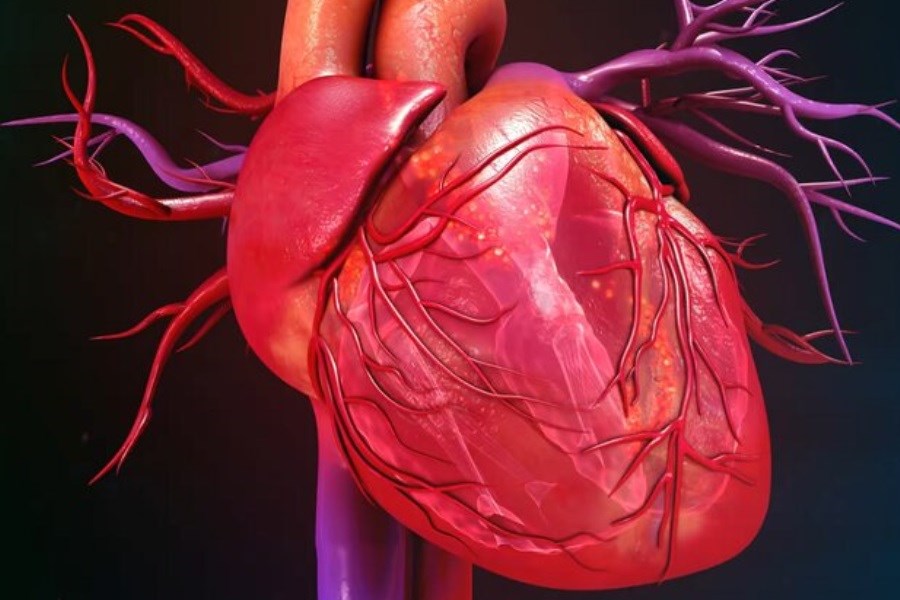 تصویر اثرات ضربان قلب بر درک افراد