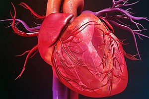 اثرات ضربان قلب بر درک افراد