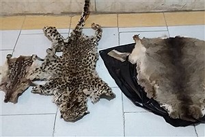 تصویر  دستگیری شکارچی غیرمجاز پلنگ ایرانی