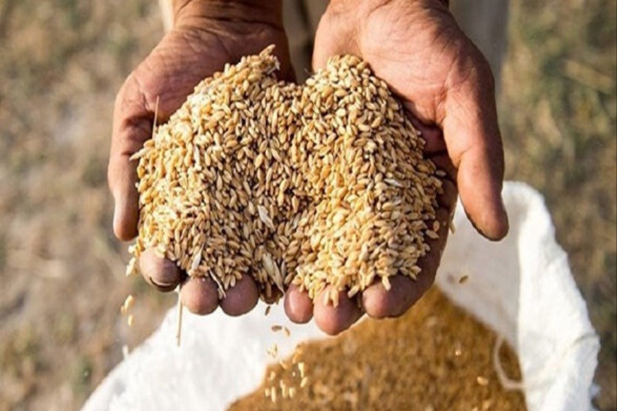تصویر برداشت ۲۵ هزار تن گندم از مزارع سلطانیه