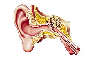 این ایربادها قادر به تشخیص بیماری‌های گوش هستند