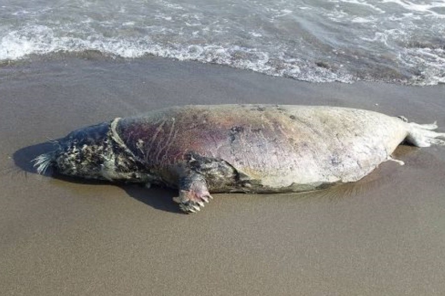تصویر مشاهده چهارمین لاشه فک خزری در ساحل محمودآباد