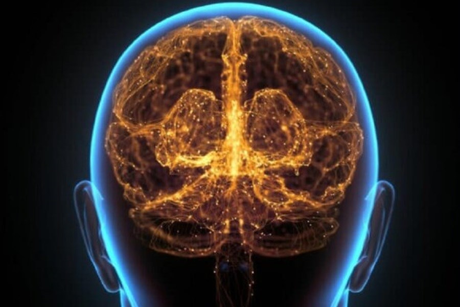 تصویر مغز انسان امروزی و نئاندرتال‌ها چه تفاوتی دارد؟