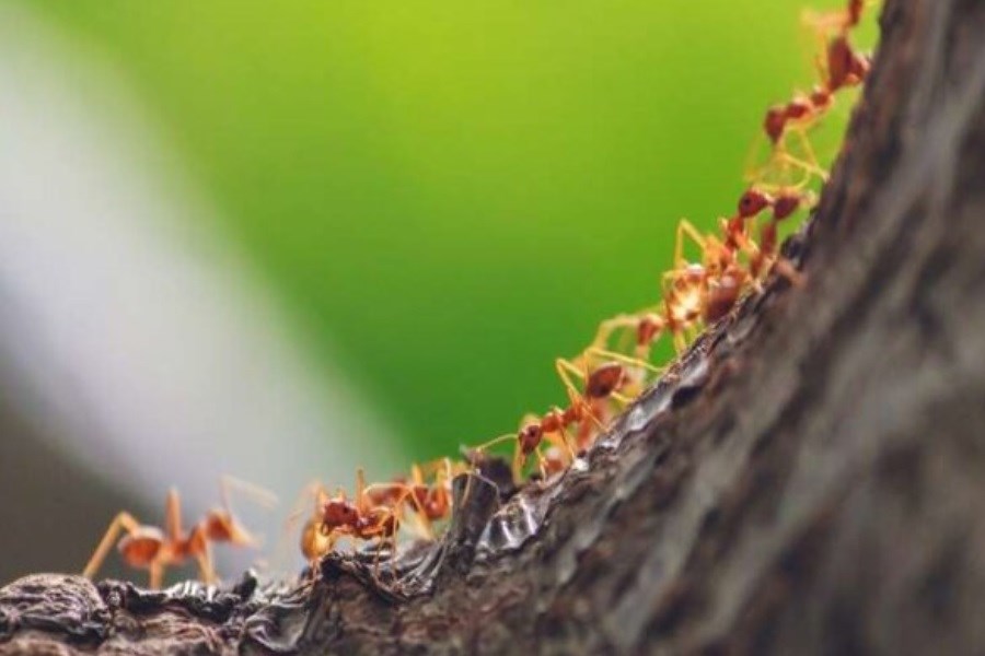 چند مورچه در کل زمین وجود دارد؟