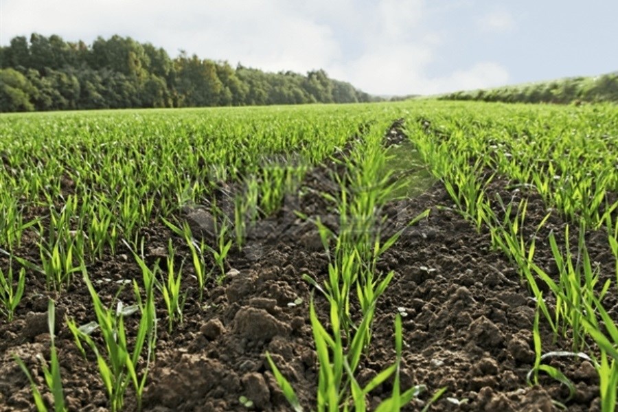 تصویر رشد 72 درصدی تسهیلات پرداختی بانک کشاورزی در حمایت از زراعت محصولات بهاره و پاییزه