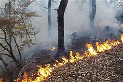 آخرین خبرها از وضعیت آتش‌سوزی 40 هکتاری جنگل های رودبار