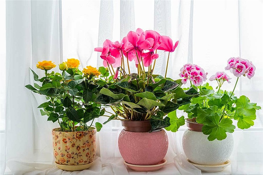 بهترین و مقاوم‌ترین گیاهان آپارتمانی گل‌دار را بشناسید