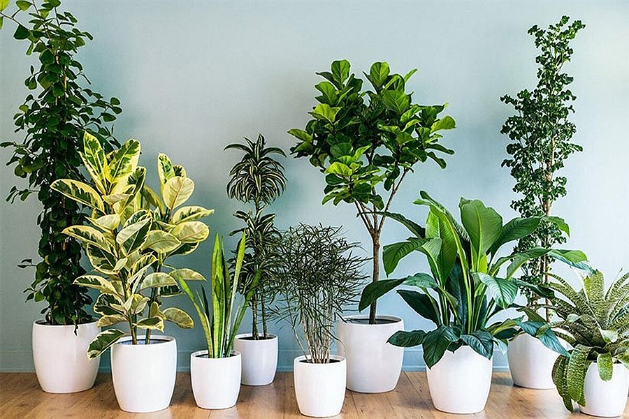 پنج گیاه آپارتمانی جهت پاکسازی هوای داخل خانه