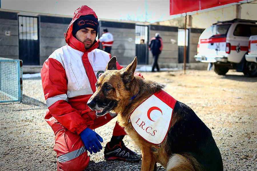 تصویر آموزش‌ سگ‌های خانگی توسط هلال احمر برای حضور در حوادث