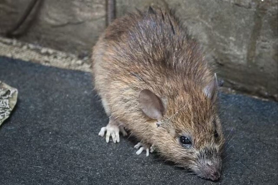 تصویر حمله موش‌ها به پارلمان انگلیس