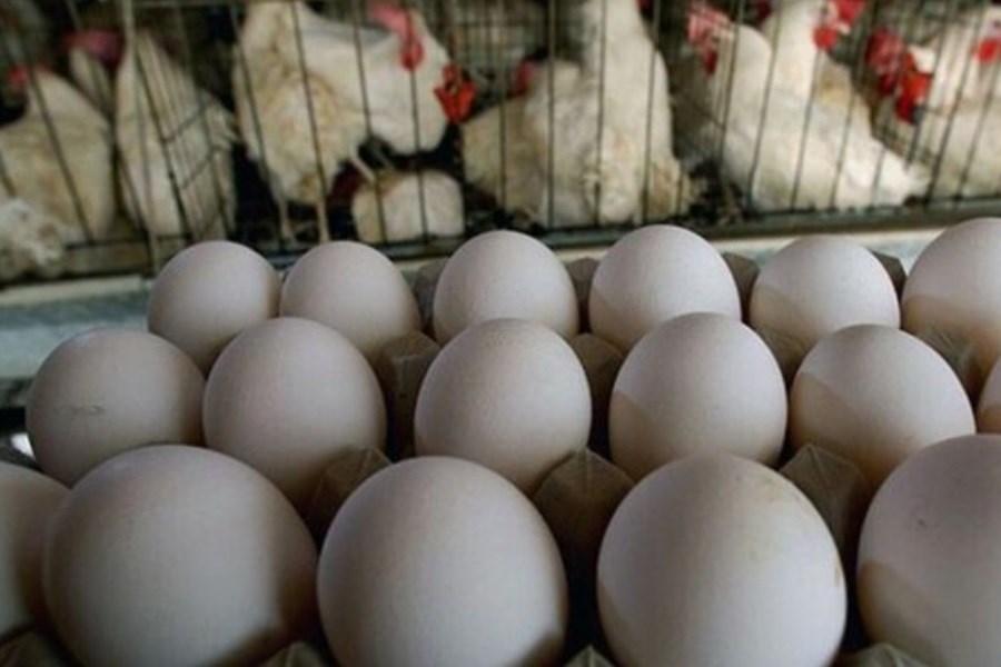 تولید روزانه ۳۶ تن تخم‌مرغ مازاد در استان یزد