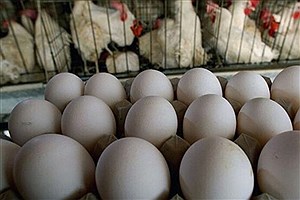 قیمت تخم مرغ در میادین میوه و تره‌بار کاهش یافت