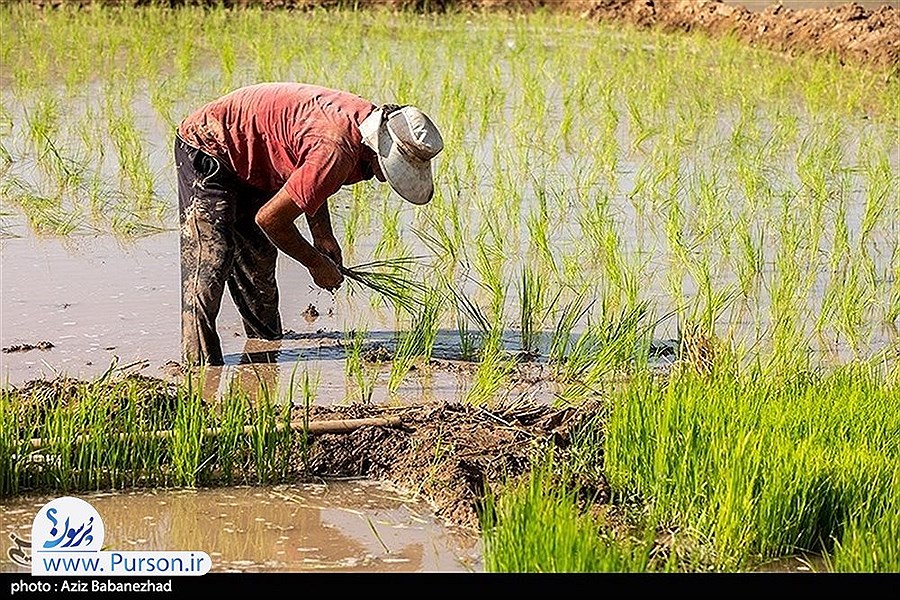 تصویر برنج برای واردات دیگر مانعی ندارد