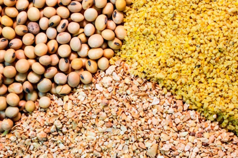 تصویر توزیع ۸۰۰ تن خوراک دام مدت‌دار در مناطق عشایری یزد