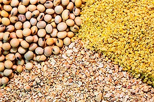 توزیع ۸۰۰ تن خوراک دام مدت‌دار در مناطق عشایری یزد
