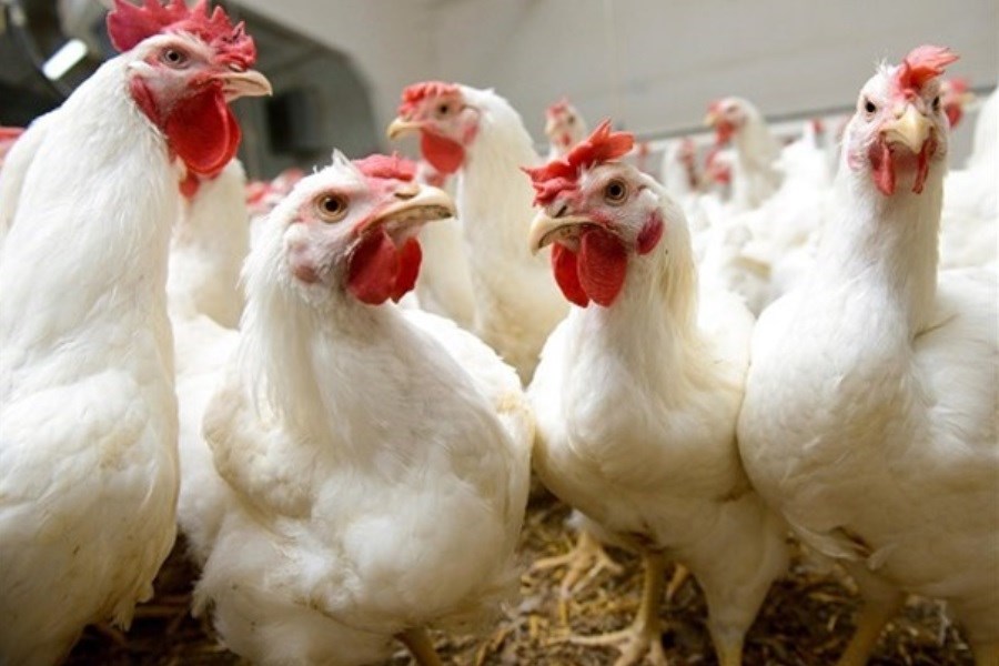 تصویر بزرگترین زنجیره یکپارچه تولید گوشت مرغ طیور در دزفول راه اندازی شد