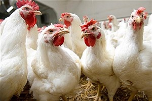 بزرگترین زنجیره یکپارچه تولید گوشت مرغ طیور در دزفول راه اندازی شد