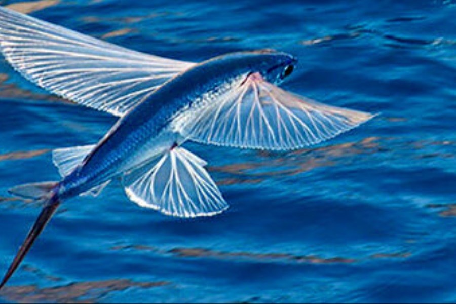تصویر این ماهی پرنده بیش از 70 کیلومتر پرواز می‌کند
