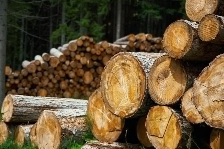 تصویر 8 تن چوب قاچاق در اردبیل کشف شد