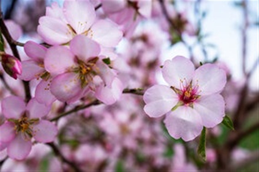 باز شدن زودهنگام «شکوفه‌های بهاری بادام»