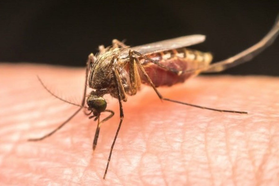 تصویر ۱۳۳ مبتلا به مالاریا در این استان شناسایی شد