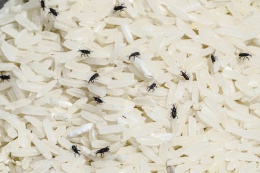 تصویر روش از بین بردن شپشک برنج