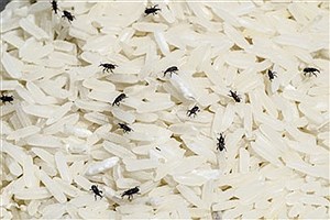 روش از بین بردن شپشک برنج