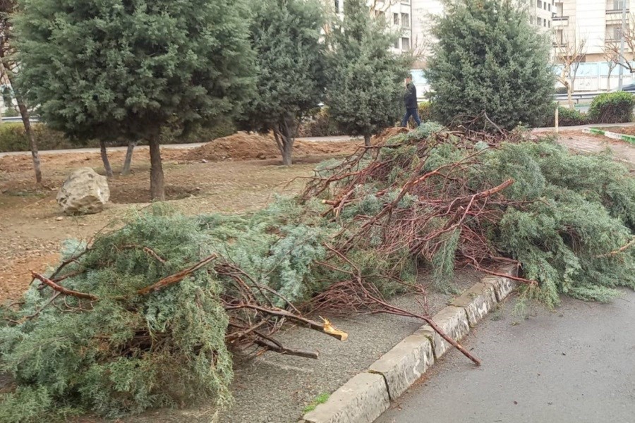 تصویر قطع صدها درخت در هفته درختکاری &#47; هدف نامعلوم!