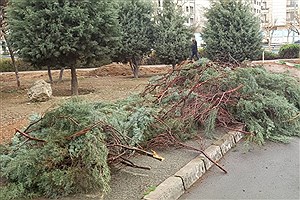 قطع صدها درخت در هفته درختکاری &#47; هدف نامعلوم!