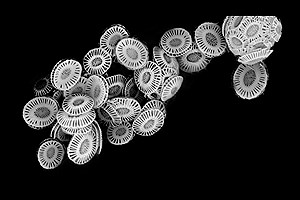 نقش صفحات گچی میکروسکوپی در اقیانوس‌ها در چرخه کربن زمین