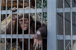 چرا جایگاه جدید شامپانزه‌های باغ وحش ارم مشخص نشده است؟
