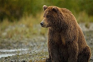 خرس قهوه‌ای در همدان پس از نیم قرن مشاهده شد