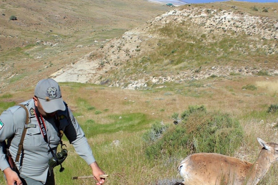 تصویر حمله خونین به محیط بان پارک ملی کرخه