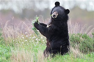 انتقال &quot;خرس سیاه بلوچی&quot; جدا شده از مادر به تهران