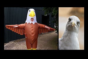 یک آگهی استخدام عجیب؛ این لباس را بپوشید و مرغان دریایی را بترسانید+ عکس