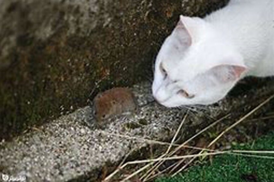 ترس عجیب و بامزه سه گربه از یک موش کوچک! +فیلم