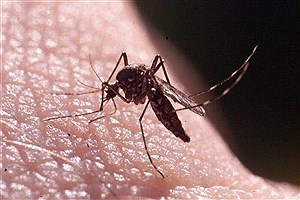 درمان‌ خانگی برای نیش پشه‌ها