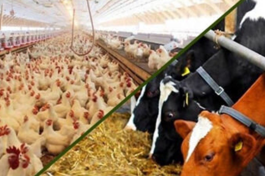 تصویر از ممنوعیت صادرات دام تا الزامات تولید مرغ و شیرخشک