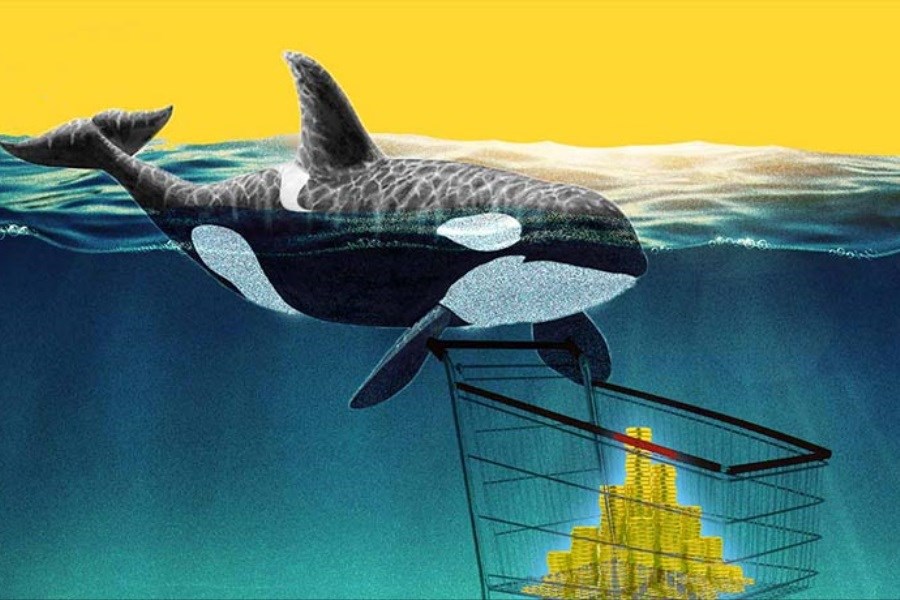 تصویر بیت کوین را فراموش کنید، نهنگ‌ها این آلت کوین‌ها را می‌خرند!