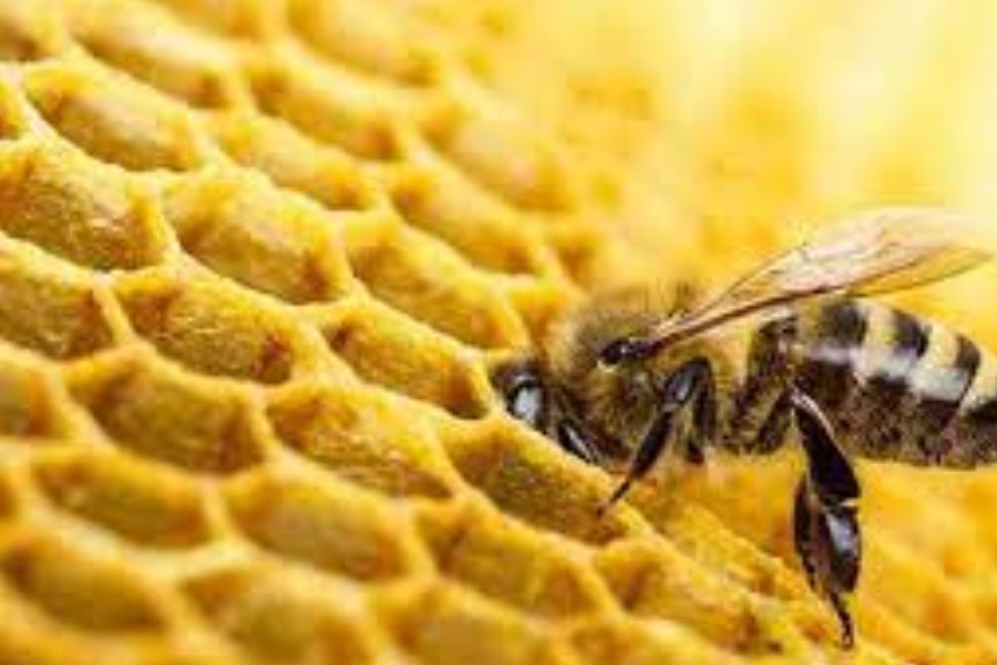تصویر کار جالب زنبور عسل برای تشکیل ساختار کندو