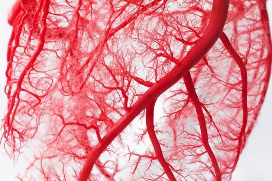 دانشمندان رگ های خونی چاپ کردند