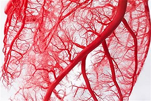 دانشمندان رگ های خونی چاپ کردند