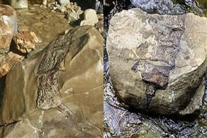پیدا شدن بقایای موجودات غول‌پیکر باستانی پس از طوفان+ عکس