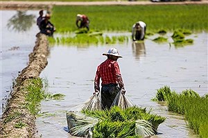 واردات برنج در کشور بدون توجه به نیاز واقعی کشور انجام می‌شود