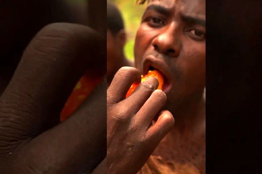 برداشت عسل وحشی از تنه درخت غول پیکر توسط بومی های قبیله آفریقایی+فیلم