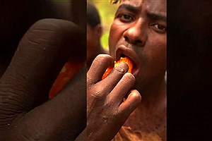 برداشت عسل وحشی از تنه درخت غول پیکر توسط بومی های قبیله آفریقایی+فیلم